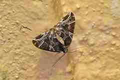 Ecliptopera dissecta