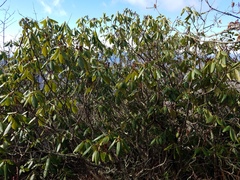 Rhododendron catawbiense
