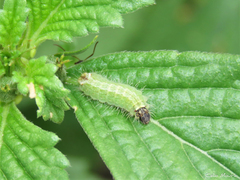 Aricoris
