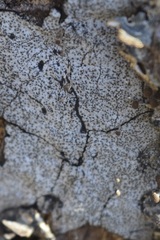 Biscogniauxia atropunctata