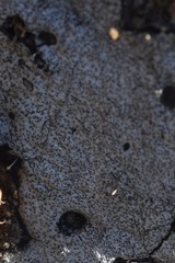 Biscogniauxia atropunctata