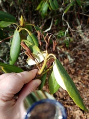 Rhododendron catawbiense