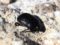 Margarinotus graecus