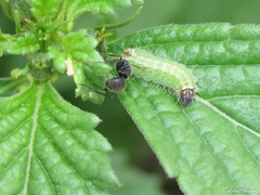 Aricoris