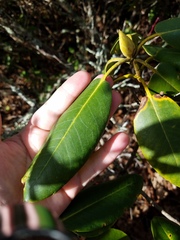 Rhododendron catawbiense