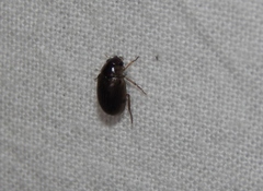 Berosus