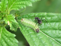 Aricoris