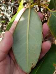 Rhododendron catawbiense