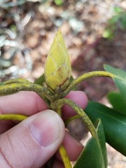 Rhododendron catawbiense