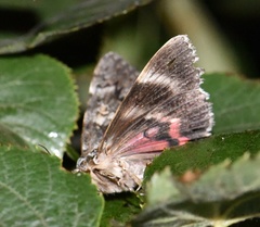 Catocala promissa