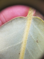 Rhododendron catawbiense