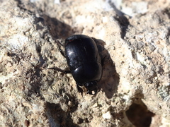 Margarinotus graecus