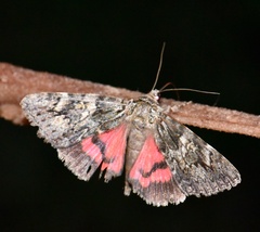 Catocala promissa