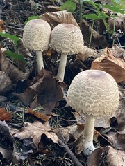 Rhacodium
