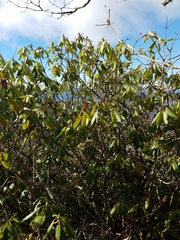 Rhododendron catawbiense