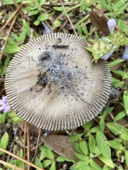 Amanita vaginata