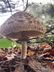 Rhacodium