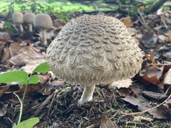 Rhacodium
