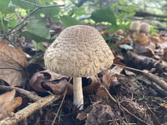 Rhacodium