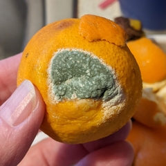 Penicillium digitatum