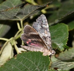 Catocala promissa
