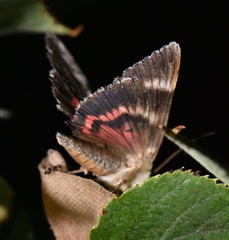 Catocala promissa