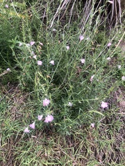 Agalinis communis