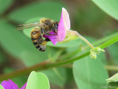 Apis mellifera