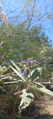 Solanum granulosoleprosum