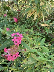 Arachnothryx leucophylla