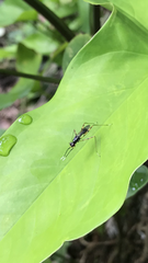 Rainieria