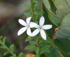Philotheca buxifolia