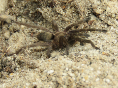 Dolichothele exilis