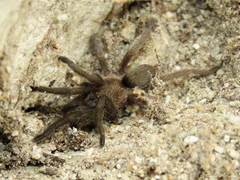 Dolichothele exilis
