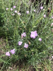 Agalinis communis