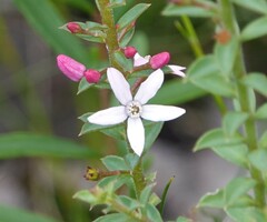 Philotheca buxifolia