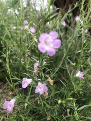 Agalinis communis