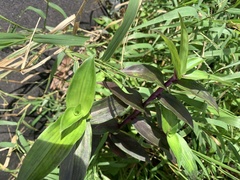 Tripogandra serrulata