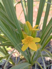 Hypoxis rigidula
