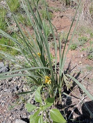 Hypoxis rigidula
