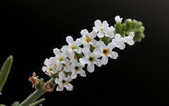 Heliotropium steudneri