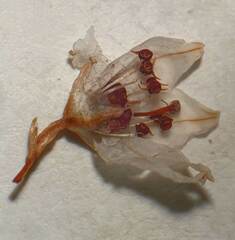 Erica quadrangularis