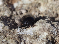 Margarinotus graecus