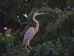 Ardea purpurea manilensis