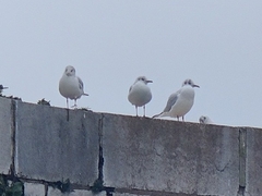 Chroicocephalus ridibundus