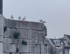 Chroicocephalus ridibundus