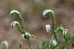 Heliotropium steudneri