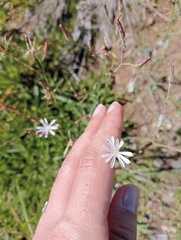 Lactuca inermis