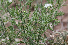Heliotropium steudneri