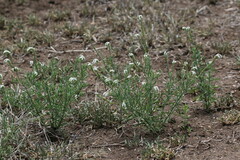 Heliotropium steudneri